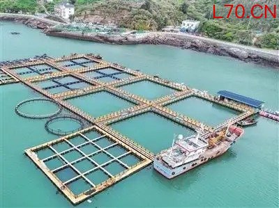 温产三文鱼“游”入市场首批2500至3000公斤