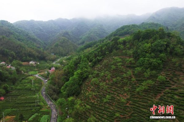 （走进中国乡村）六安瓜片植入“电子身份证” 大别山茶产业增添新“饮”擎
