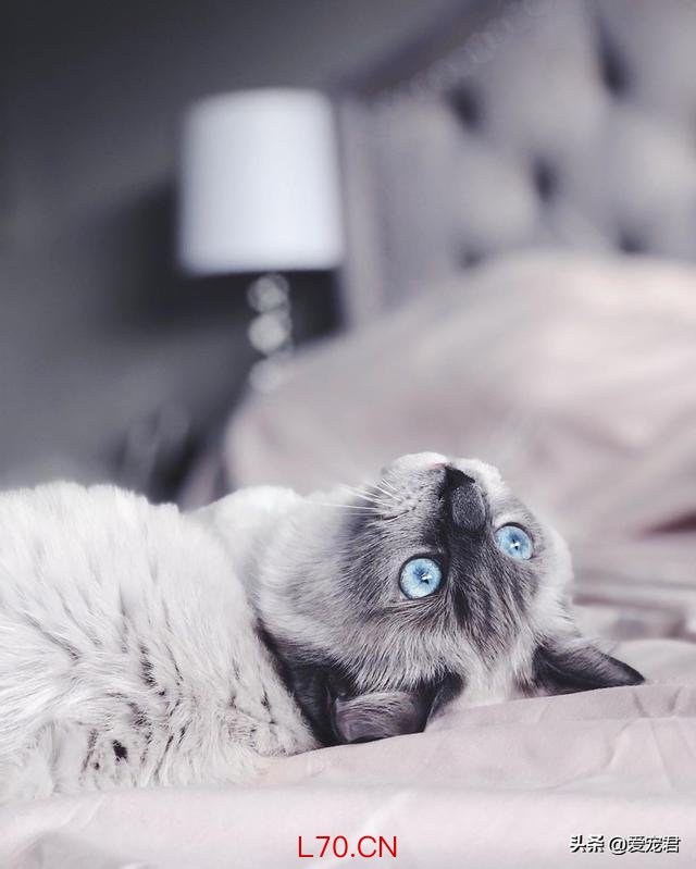 猫咪的不服气全写在脸上了 读懂猫语信号