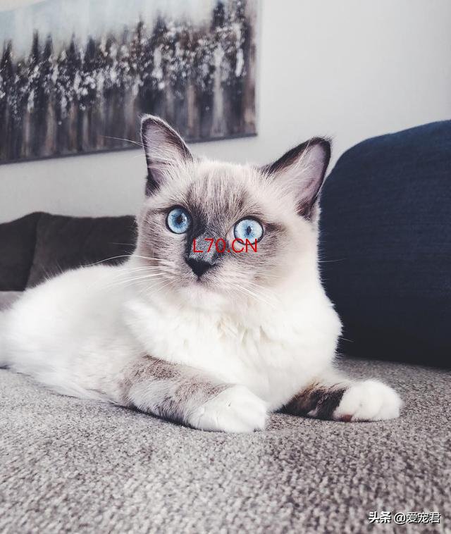 猫咪的不服气全写在脸上了