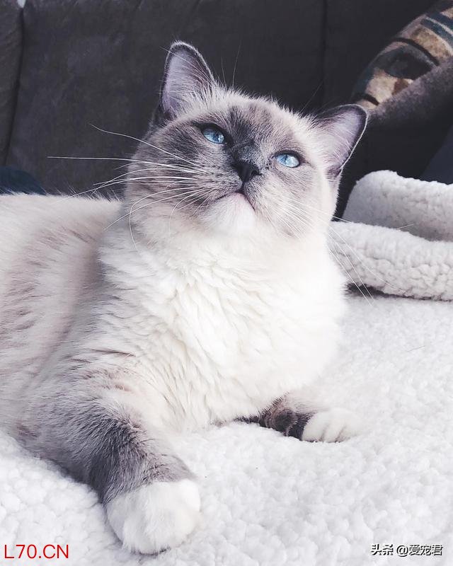 猫咪的不服气全写在脸上了 读懂猫语信号