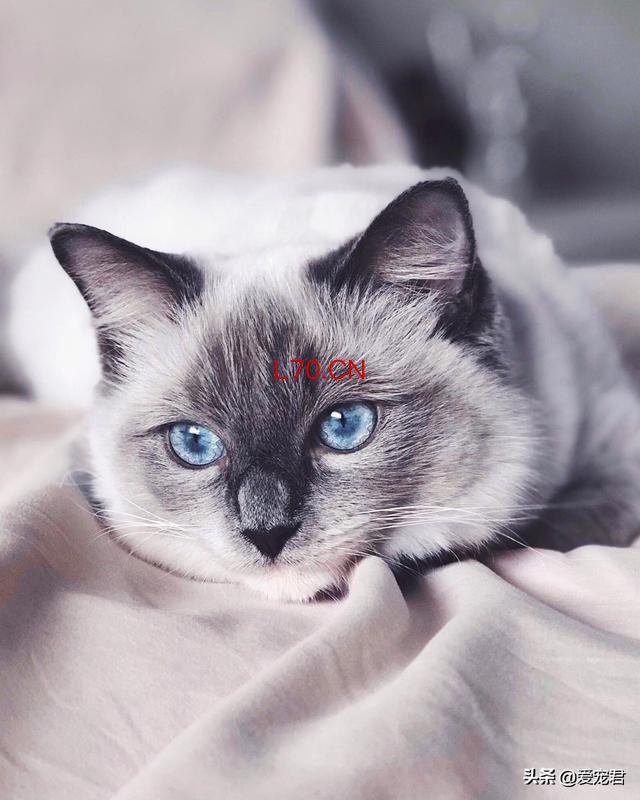 猫咪的不服气全写在脸上了 读懂猫语信号