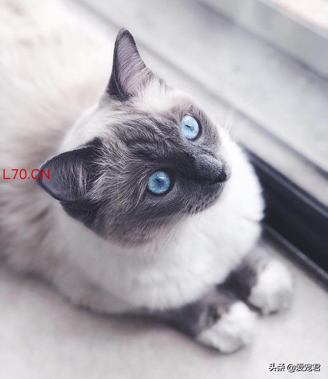 猫咪的不服气全写在脸上了 读懂猫语信号